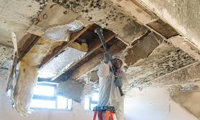 Best Emergency Mold Remediation in Locust Valley, NY